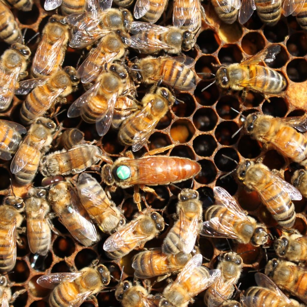 Gezocht: Buckfast koninginnen P0 F1, Dieren en Toebehoren, Bijen