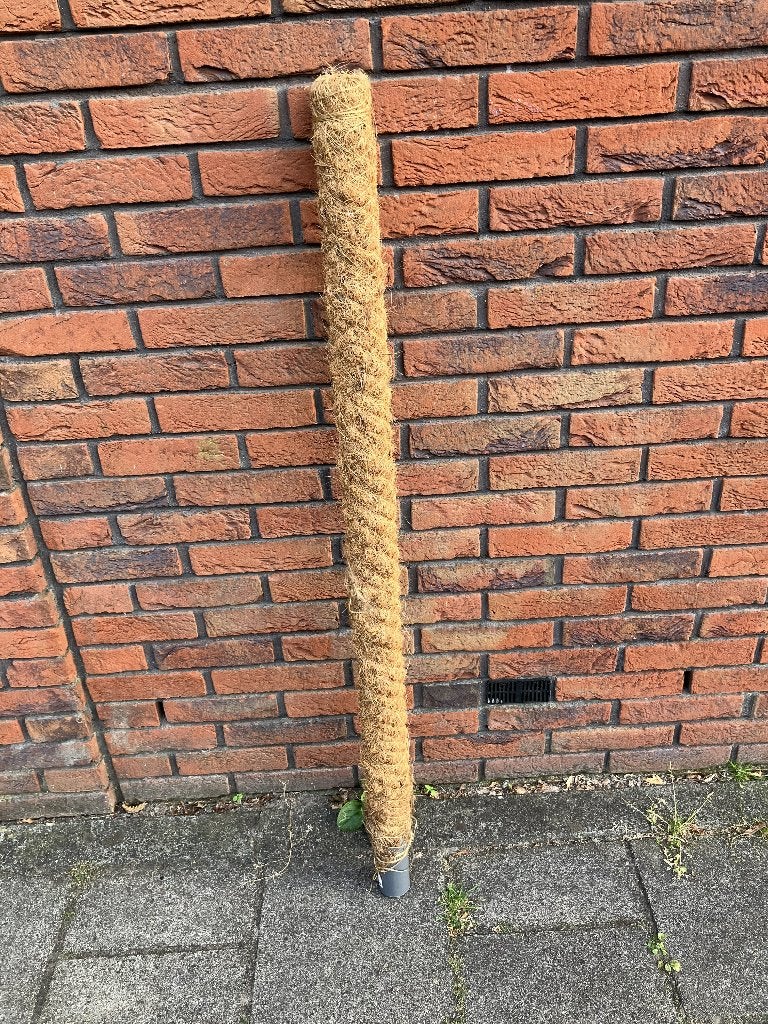 Mosstok 116cm hoog, Ophalen of Verzenden, Halfschaduw, Minder dan 100 cm