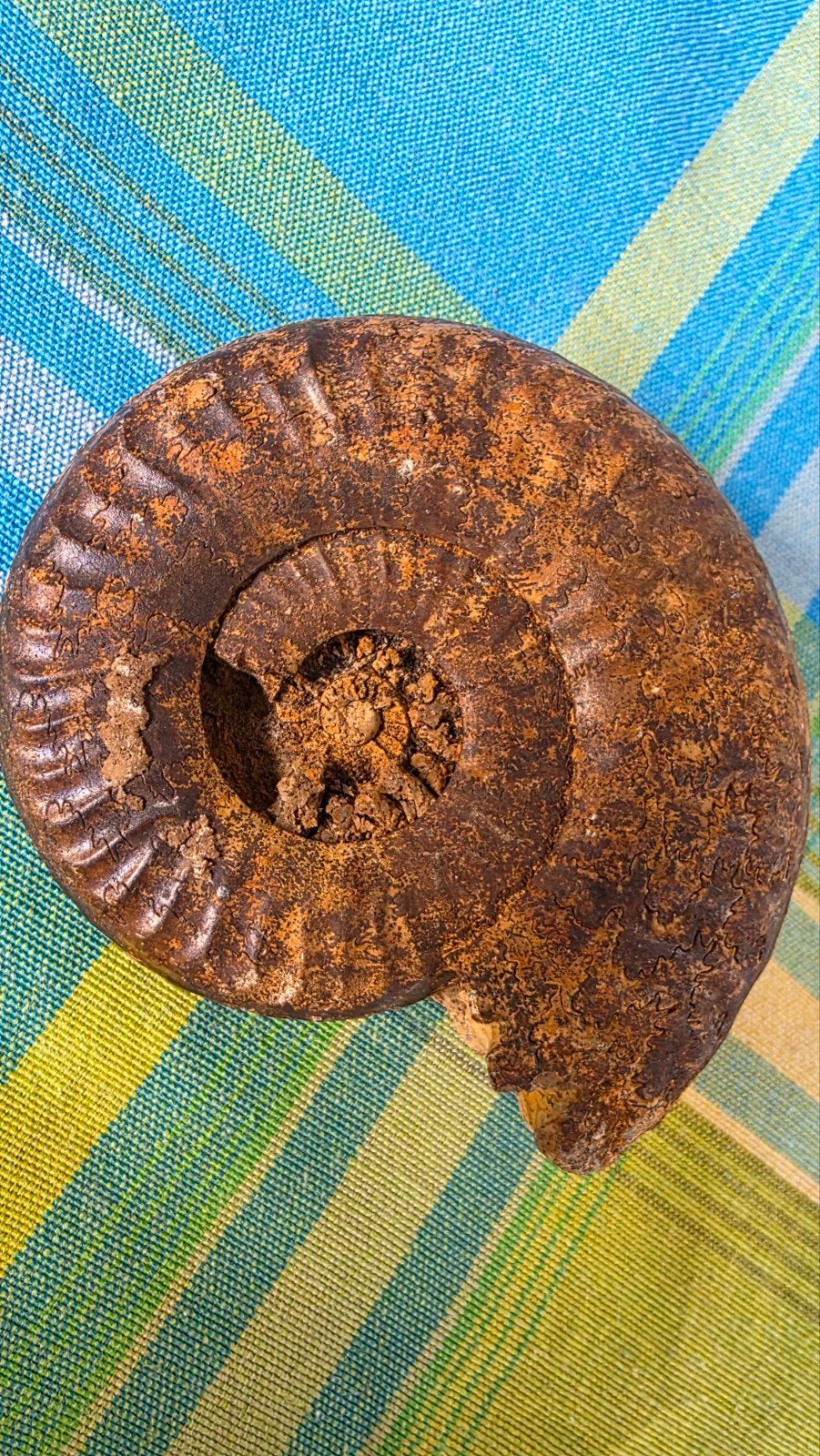 Prachtige gefossiliseerde Ammoniet, Ophalen of Verzenden, Fossiel