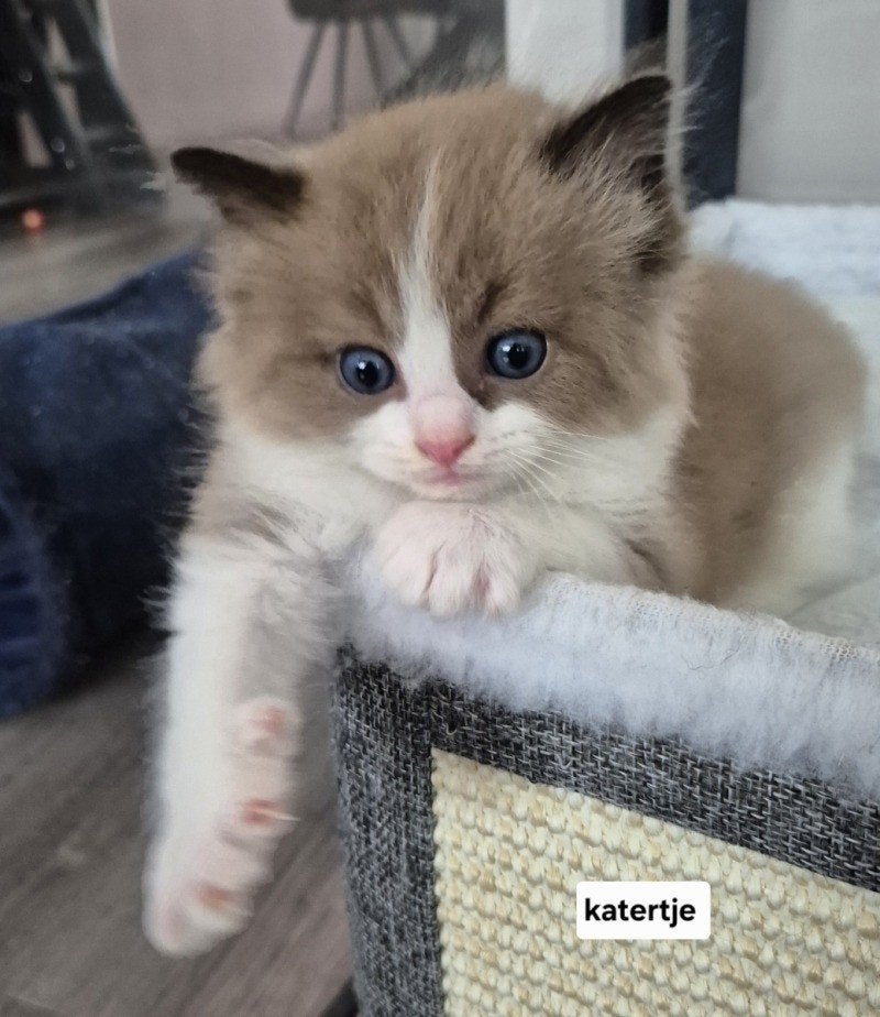 Ragdoll kittens uit geteste ouders, Poes, Gechipt, 0 tot 2 jaar