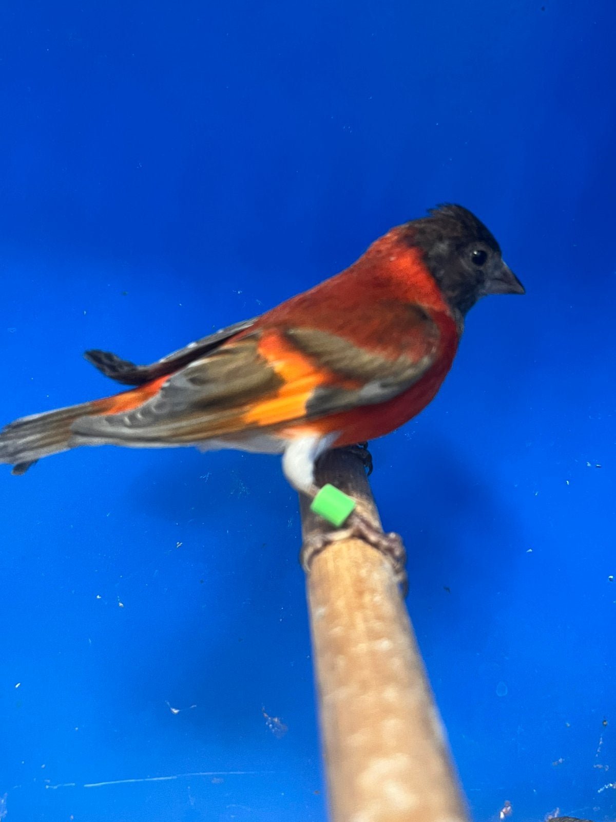 1-1 Kapoetsensijs Pastel, Dieren en Toebehoren, Meerdere dieren, Tropenvogel, Geringd