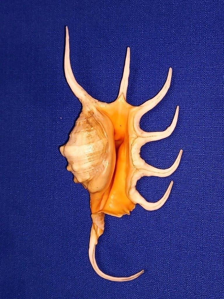 Schelpen, Lambis crocata, Verzamelen, Ophalen of Verzenden, Schelp(en)