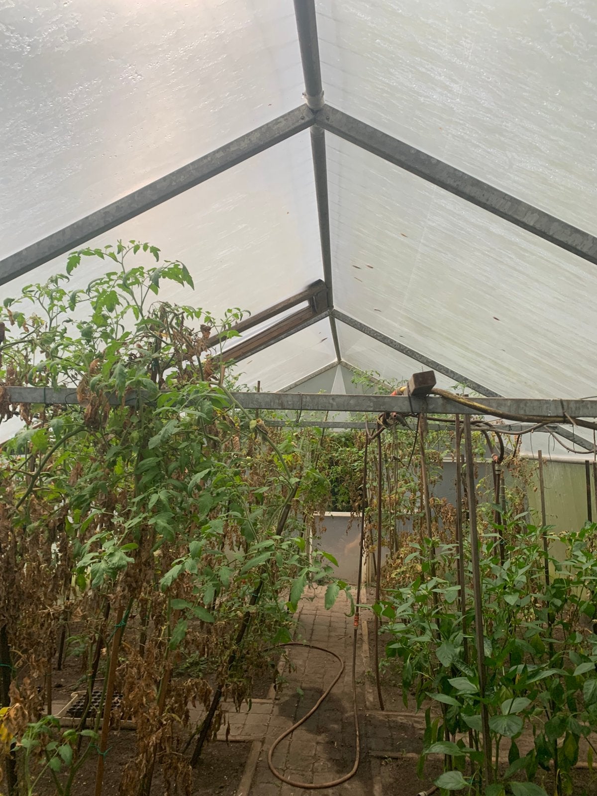 Serre voor groenten, Tuin en Terras, Kassen, Ophalen, Overige materialen, Gebruikt, Staal