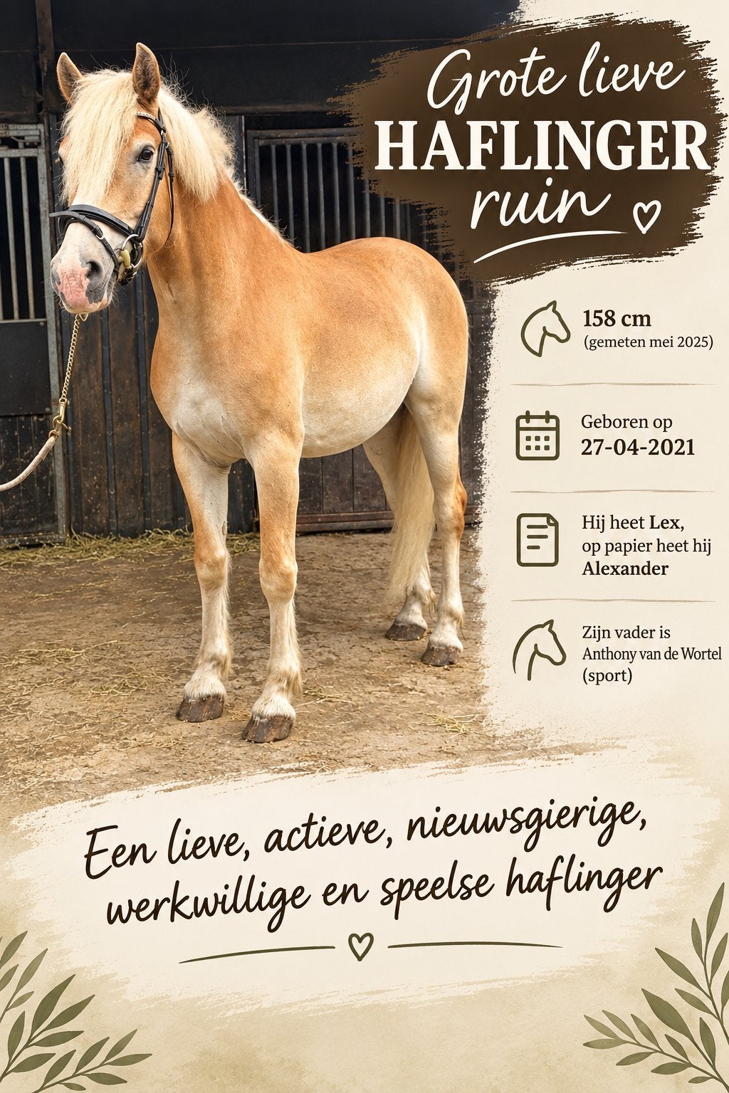 Grote lieve haflinger ruin, Minder dan 160 cm, Met stamboom, Ruin, 3 tot 6 jaar
