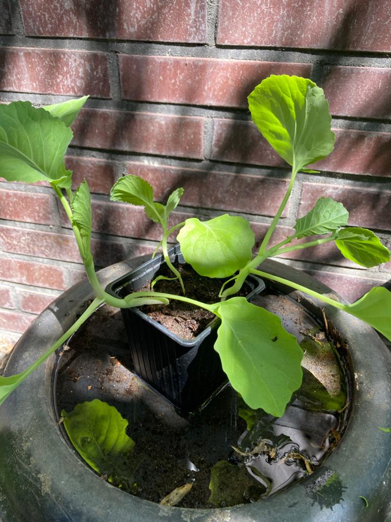 Koolplantjes - Jonge Groenteplanten voor Moestuin, Volle zon, Groenteplanten, Eenjarig, Ophalen of Verzenden