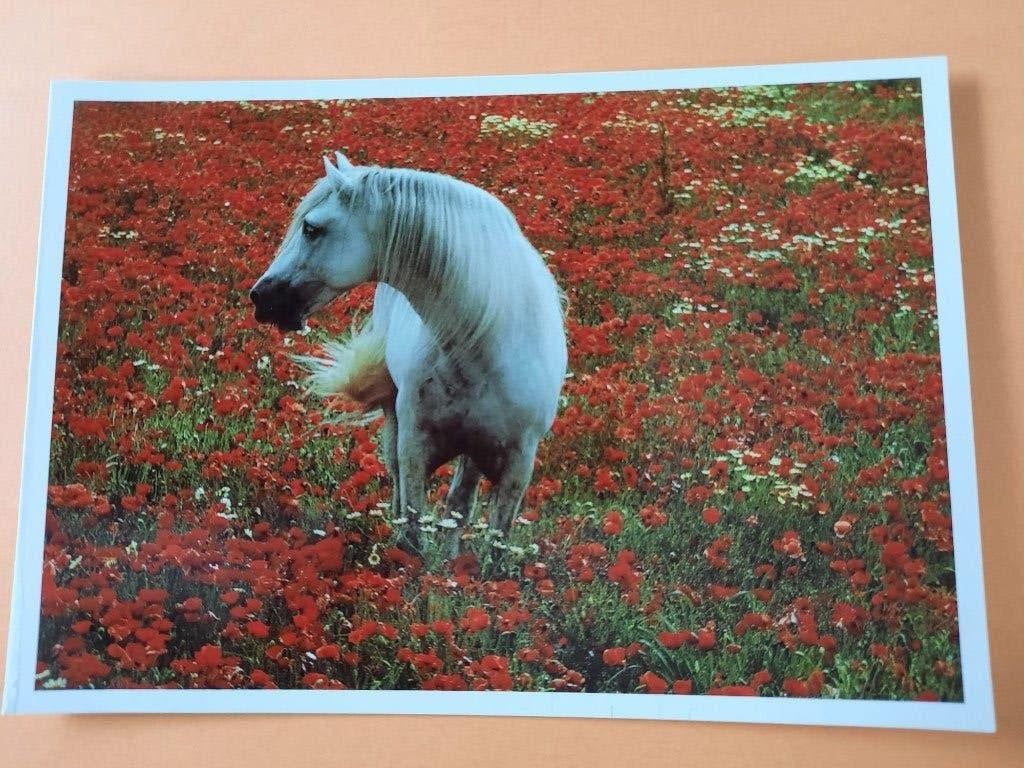 ansichtkaart kaart paard veulen, Verzamelen, Ophalen, 1980 tot heden, Ongelopen, Paard