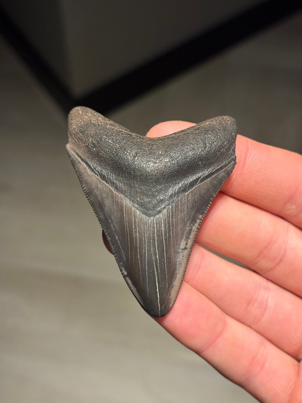 Megalodon haaientand fossiel Georgia, Verzamelen, Ophalen of Verzenden, Fossiel