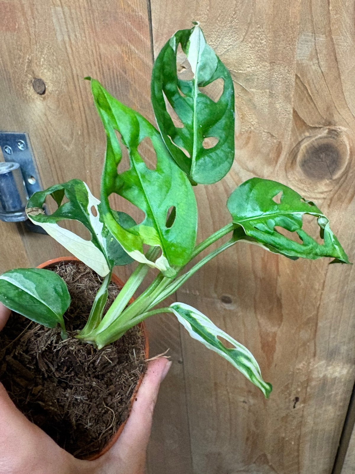 Monstera adansonii variegata albo white wit plant, Huis en Inrichting, Kamerplanten, Ophalen of Verzenden, Halfschaduw, Minder dan 100 cm