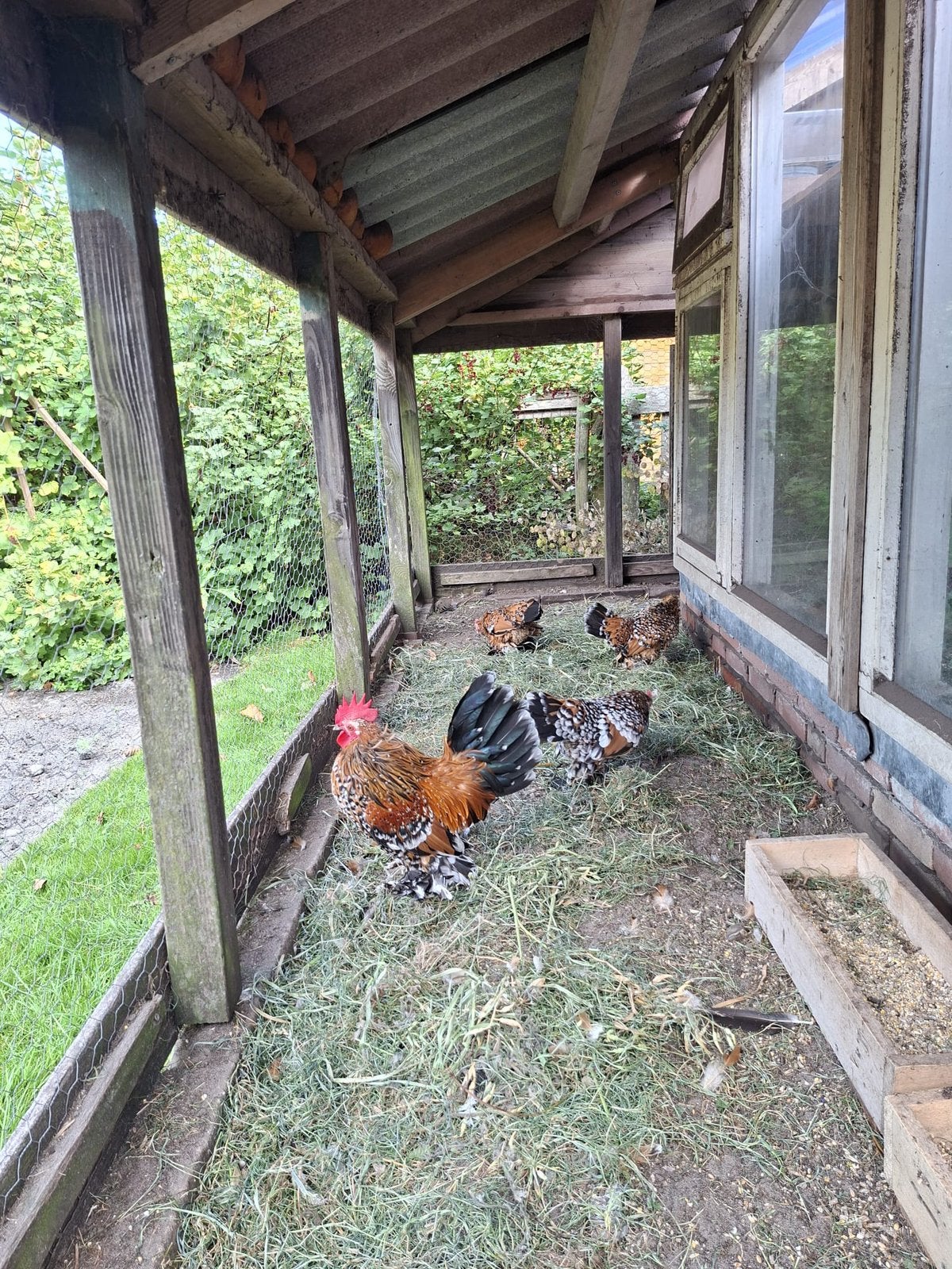 Sabelpootkriel porselein, Meerdere dieren, Kip