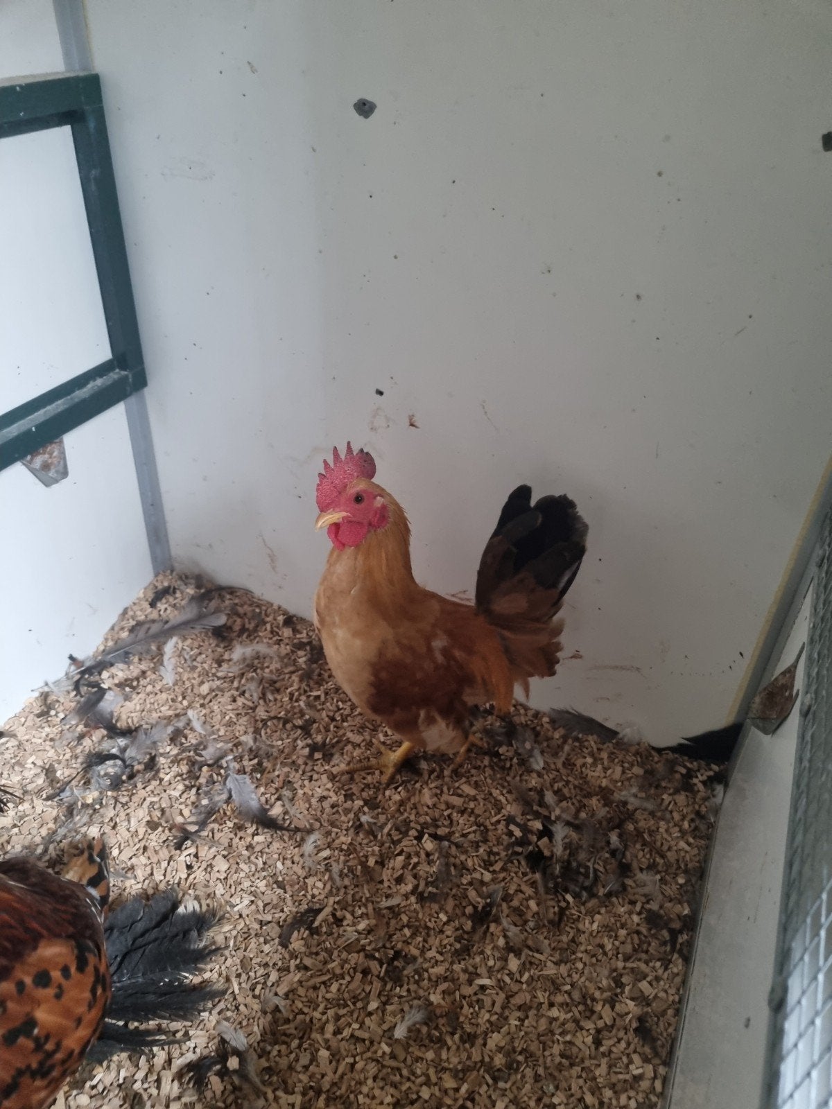 serama haantje, Dieren en Toebehoren, Mannelijk, Kip