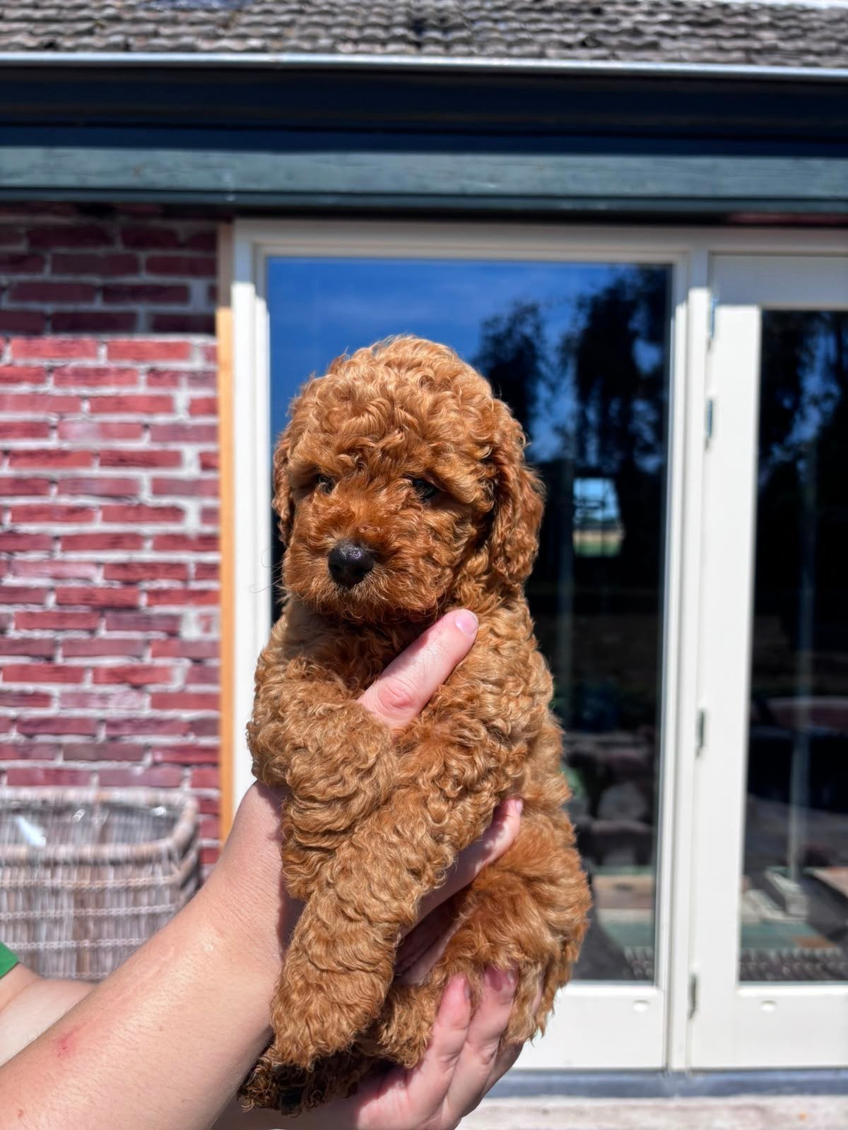 Lieve, sociale abrikoos/donker rode Maltipoo teefjes te koop, Parvo, Overige rassen, 8 tot 15 weken, Teef