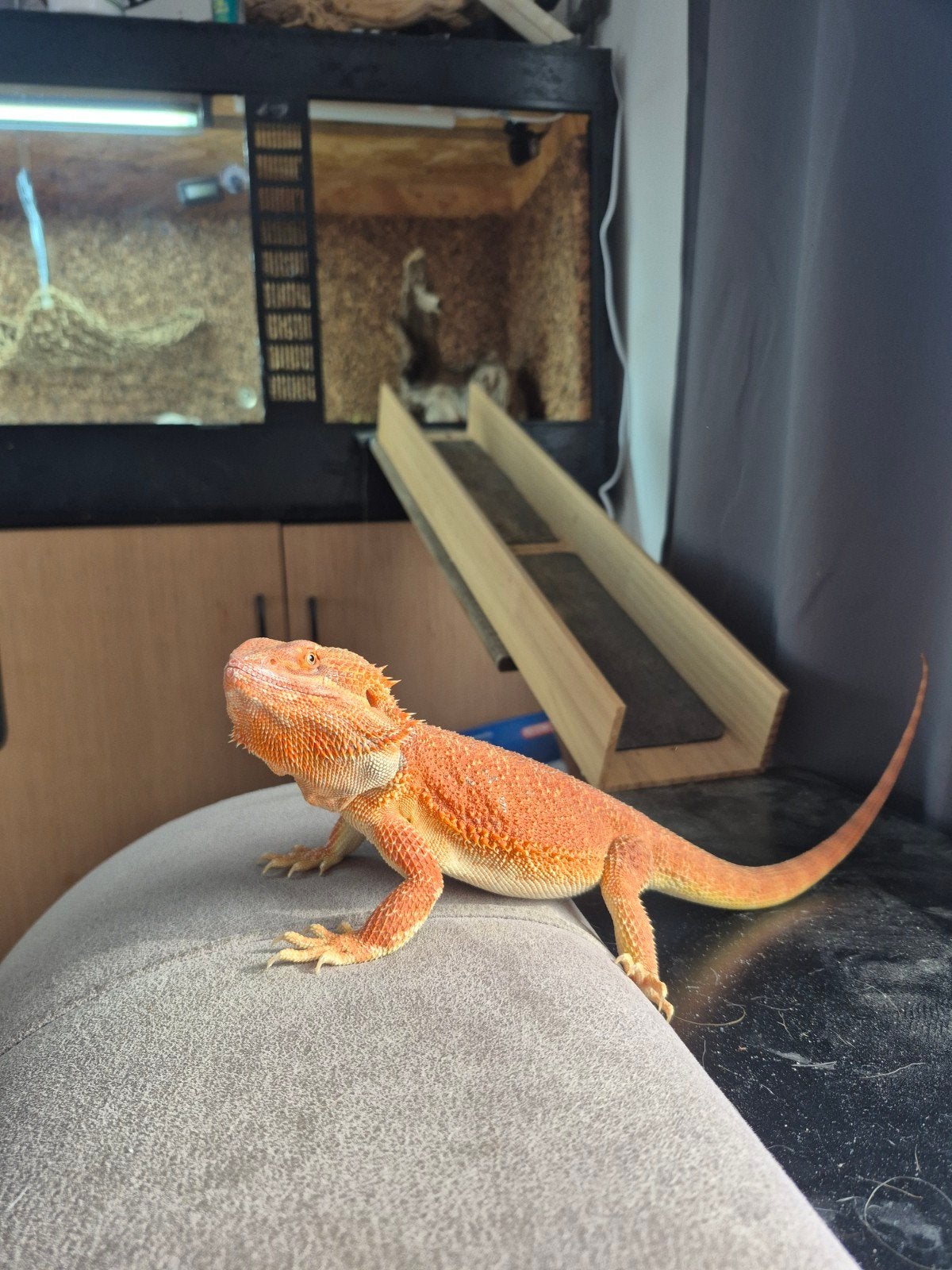 mooie baardagaam man 7 maanden incl terrarium 1.80 breed Bearded Dragon photo 2