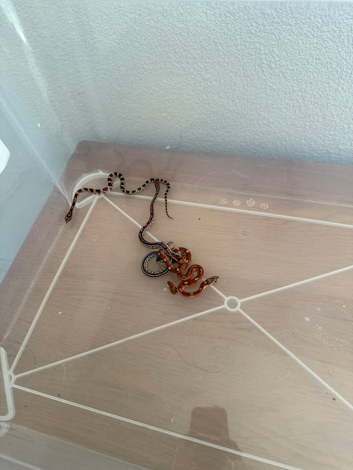 Baby rattenslang Rat Snake photo 6