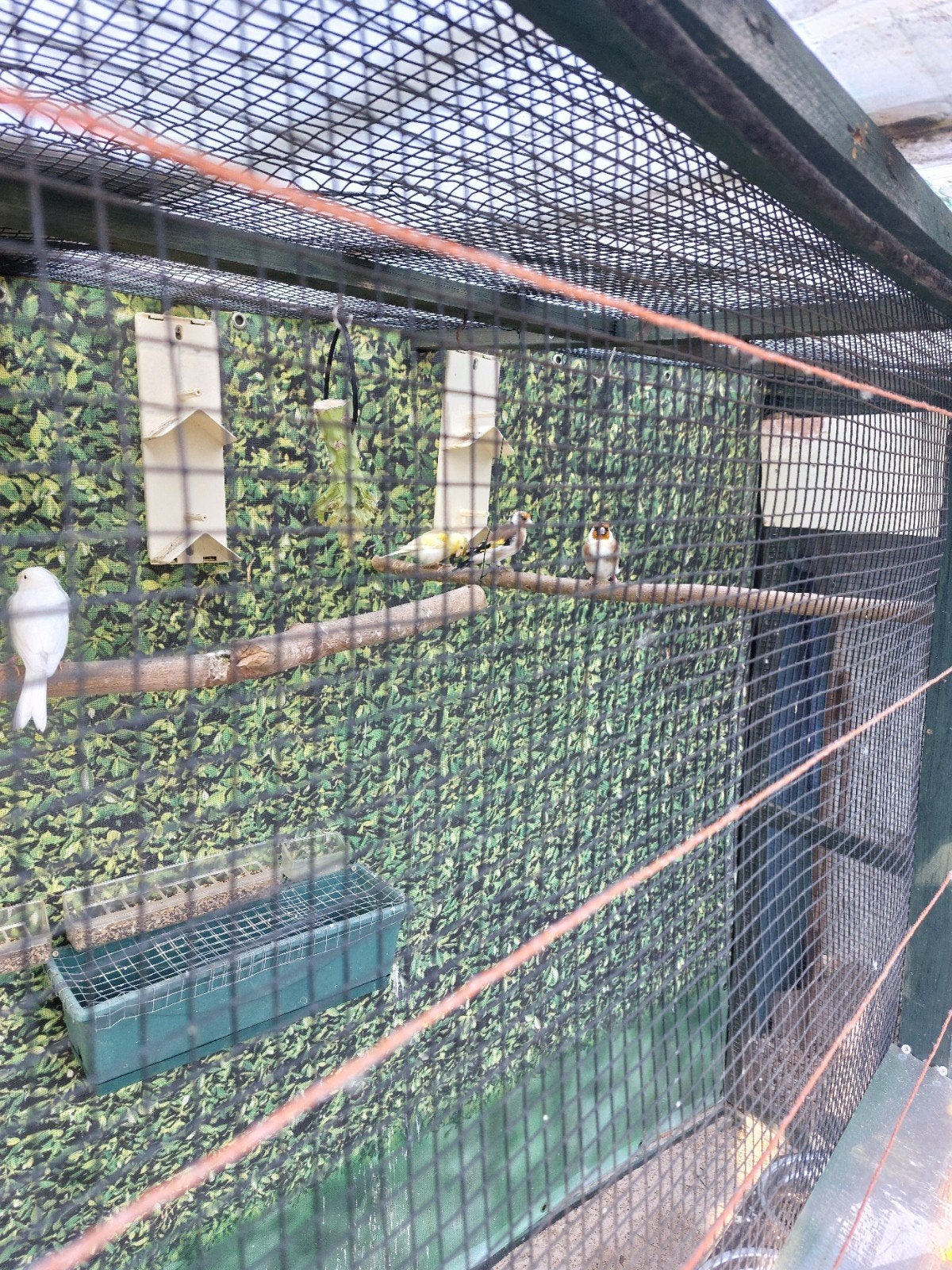 te koop 2xzuivere waterslagers poppen en 4xpostuur kanaries, Dieren en Toebehoren, Vogels | Kanaries, Meerdere dieren, Postuurkanarie