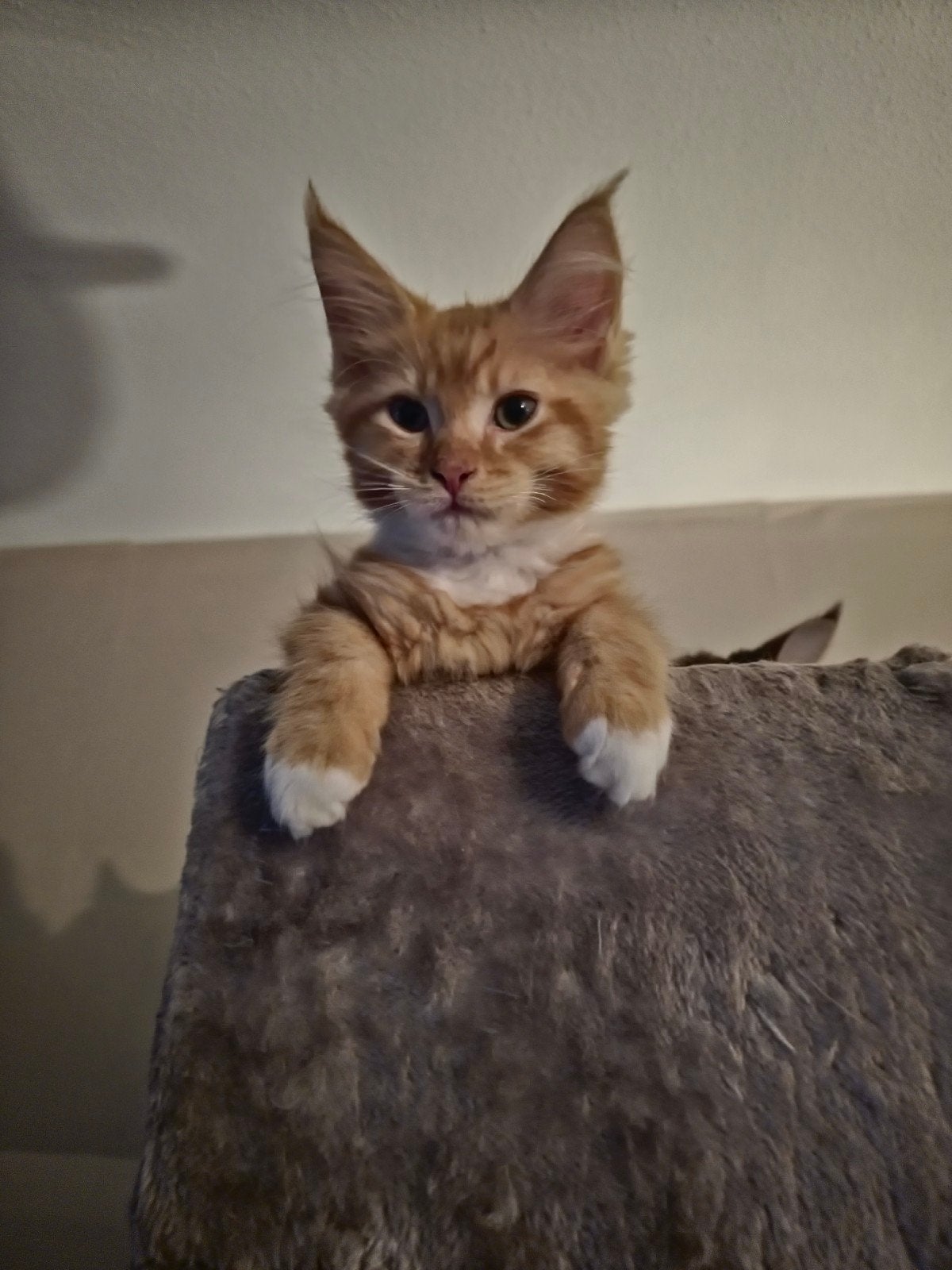 Maincoon katertje rood, Dieren en Toebehoren, Meerdere dieren, Gechipt, 0 tot 2 jaar