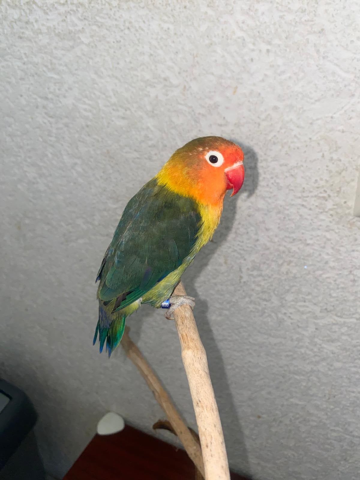 Tamme dwergpapegaai, Geslacht onbekend, Dwergpapegaai of Agapornis, Geringd