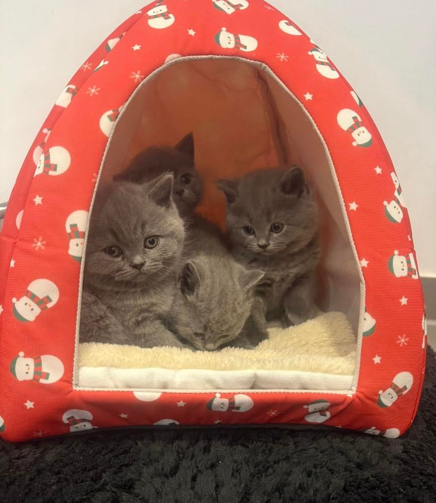 Britse korthaar kitten, Dieren en Toebehoren, Katten en Kittens | Raskatten | Korthaar, Meerdere dieren, Ontwormd, 0 tot 2 jaar