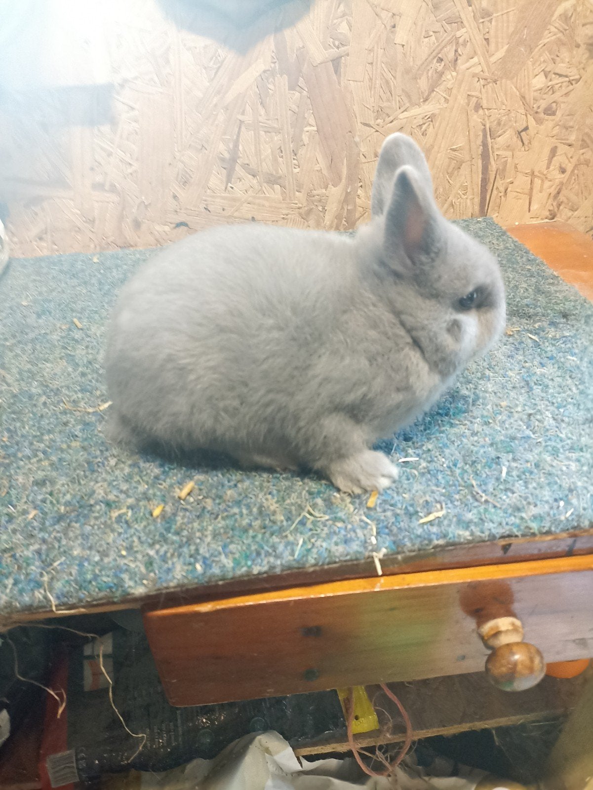 Jonge Kleurdwerg, kleur Feh, voedster te koop., Dieren en Toebehoren, Vrouwelijk, Dwerg