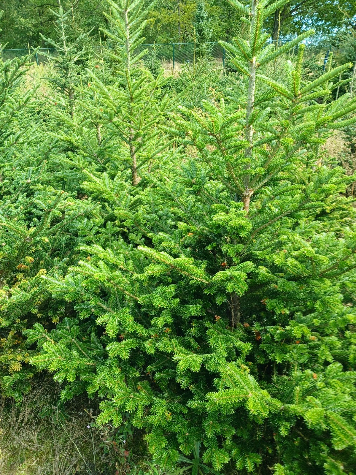 partij kerstbomen verschillende soorten, Ophalen, Overige soorten