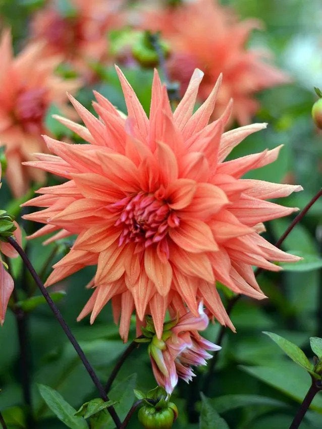 Dahlia color spectacle in pot, Ophalen, Volle zon, Knol