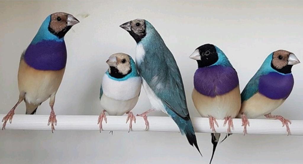 Gezocht: koppel blauwe gouldamadines, Meerdere dieren