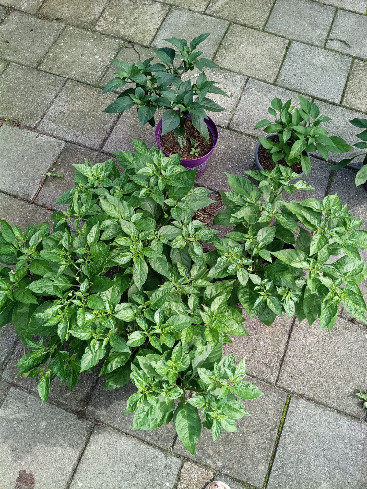 Mooie bloeiende Madam Jeanette peper planten, Ophalen of Verzenden, Vaste plant, Groenteplanten, Volle zon