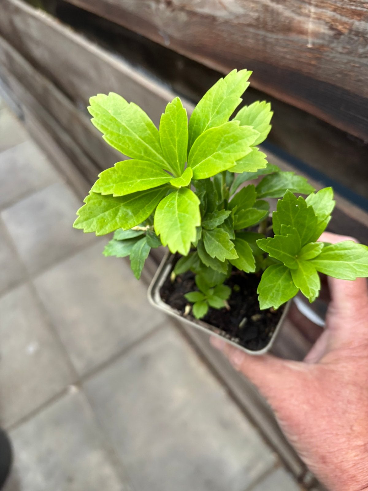 Schaduwkruid /pachysandra, Ophalen, Halfschaduw