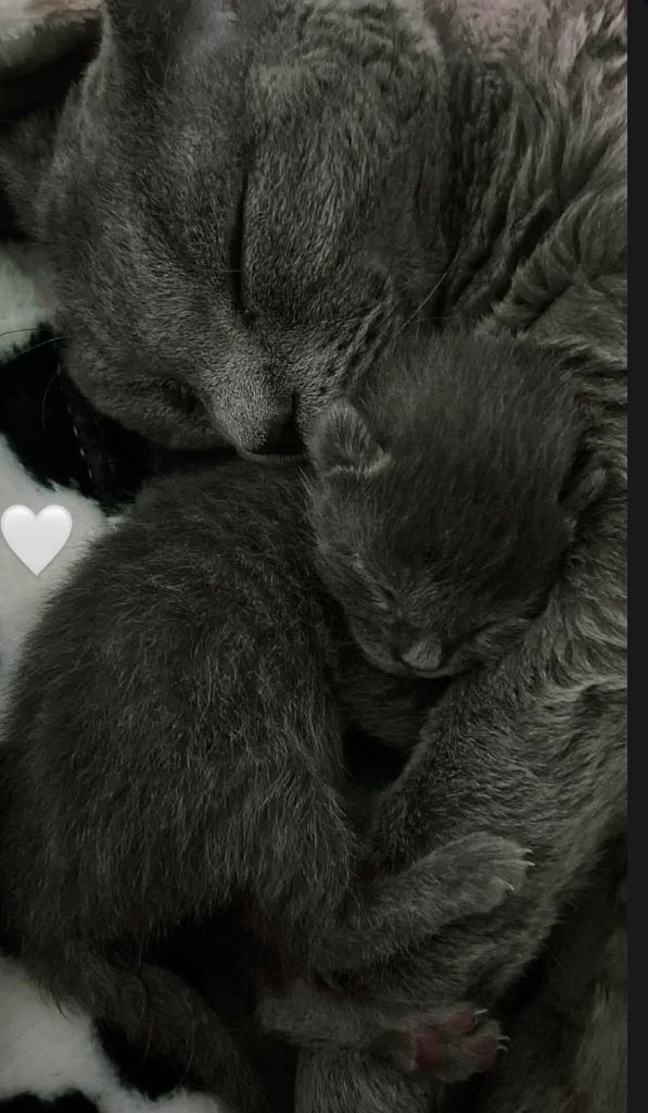 Devon Rex x Blauwe Rus (nog een vrouwtje over!), Poes, Ontwormd, 0 tot 2 jaar