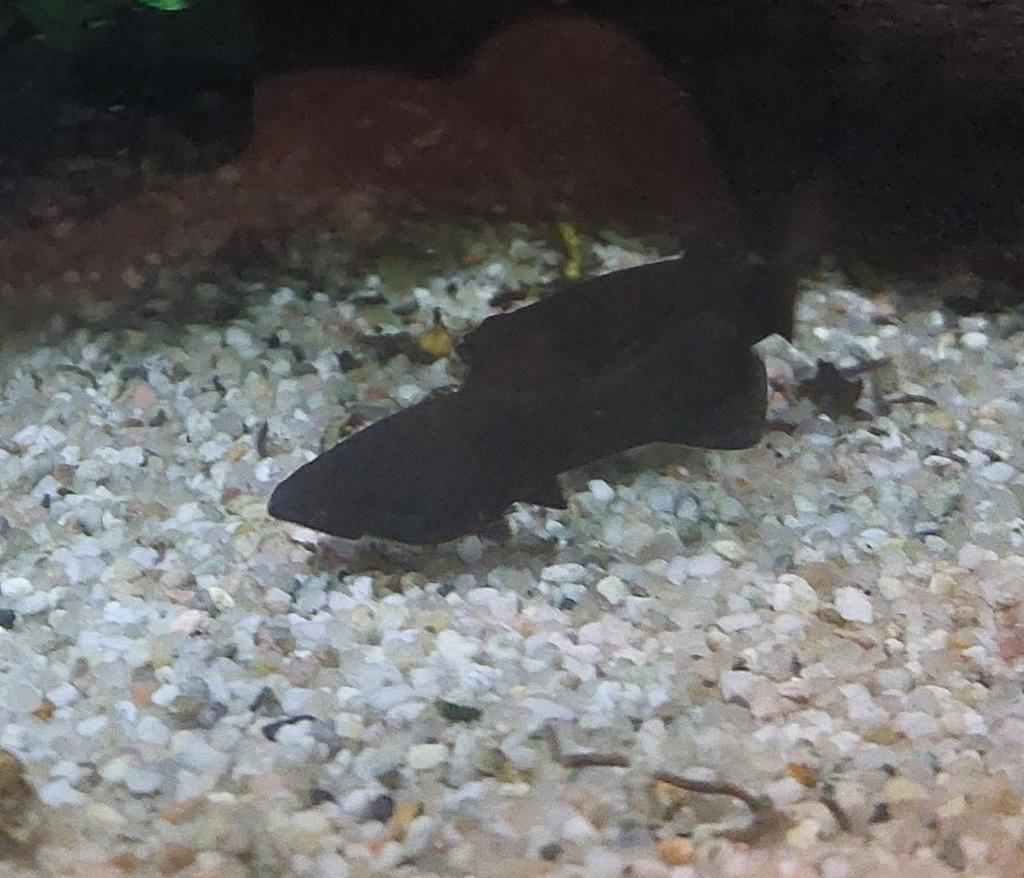 Black Mollies 10 stuks, Dieren en Toebehoren, Vissen | Aquariumvissen, Vis