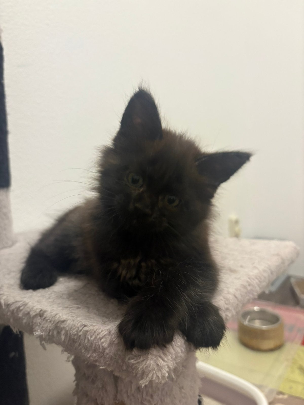 Maine Coon Luna, Black Smoke Poes zoekt een nieuw huisje!, Dieren en Toebehoren, Poes, Gechipt