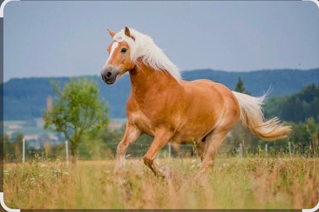 Ik ben OP ZOEK naar een braaf barok type paard, Dieren en Toebehoren, Paarden, Ruin, Recreatiepaard