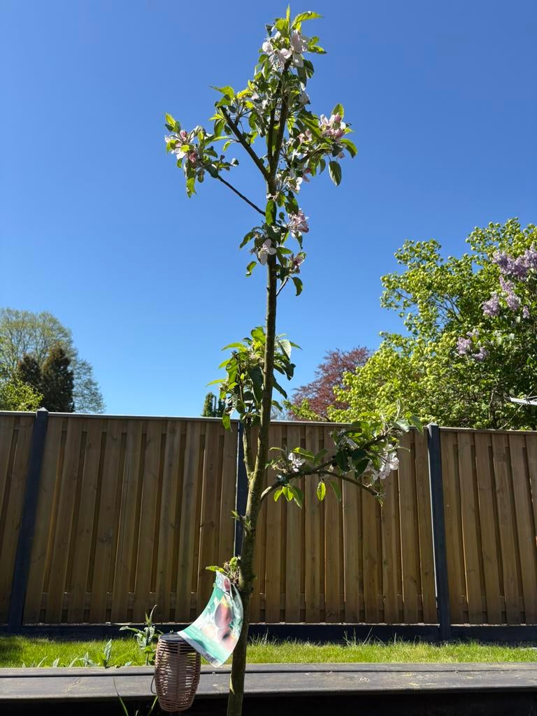 Elstar Appelboom, Tuin en Terras, Planten | Bomen, Overige soorten, 100 tot 250 cm, Volle zon, Lente, Ophalen