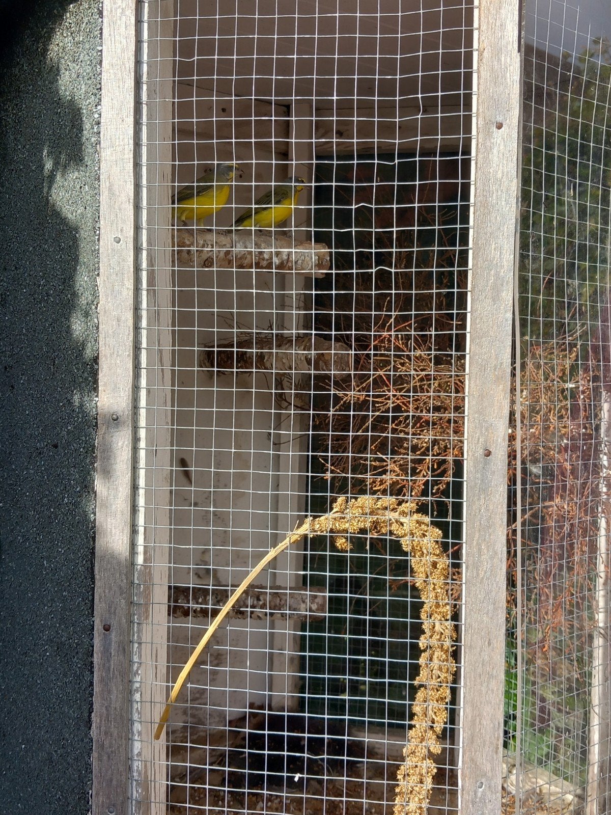 Te koop Mozambique sijzen, Meerdere dieren