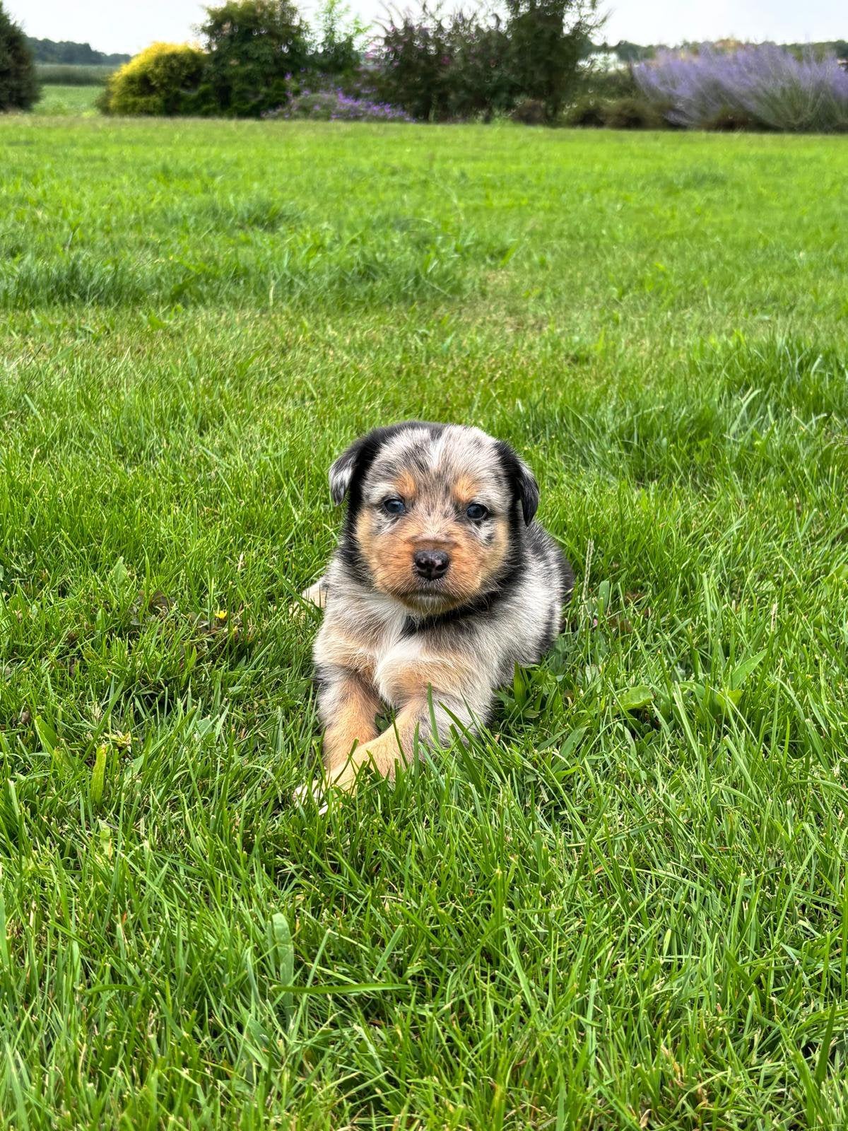 Australian shepherd pups, 8 tot 15 weken, Parvo, Meerdere, Meerdere dieren