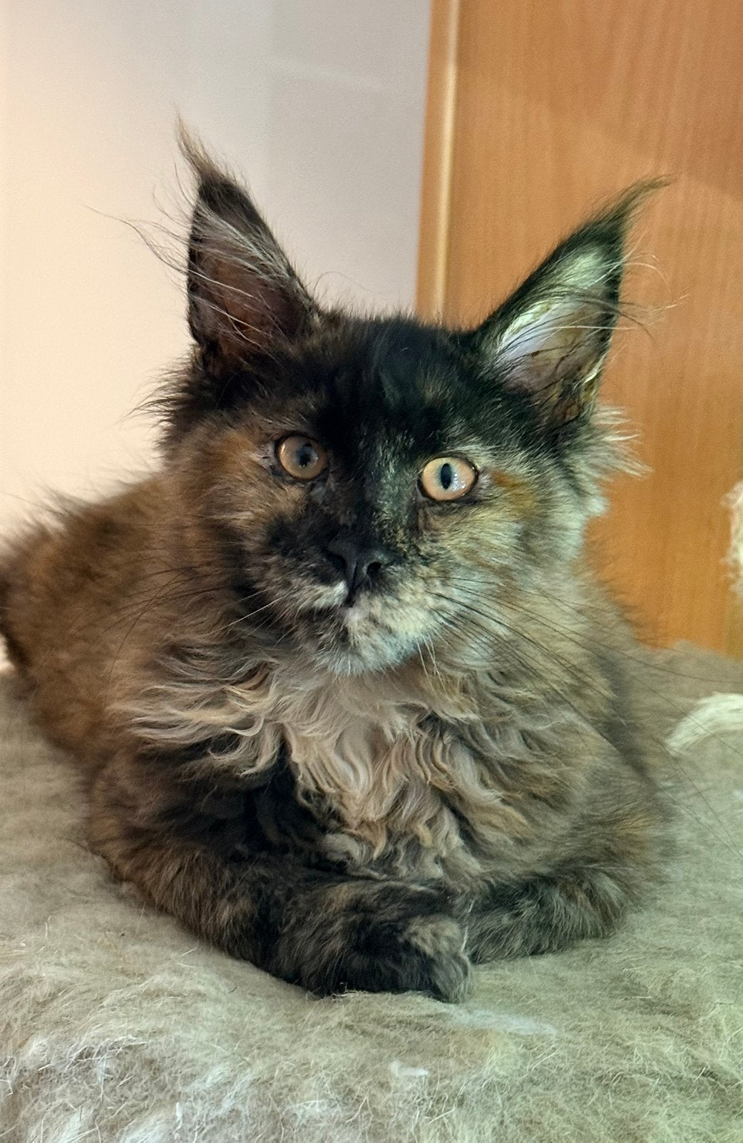Maine Coon Kitten met Stamboom, Dieren en Toebehoren, Meerdere dieren, Met stamboom, 0 tot 2 jaar