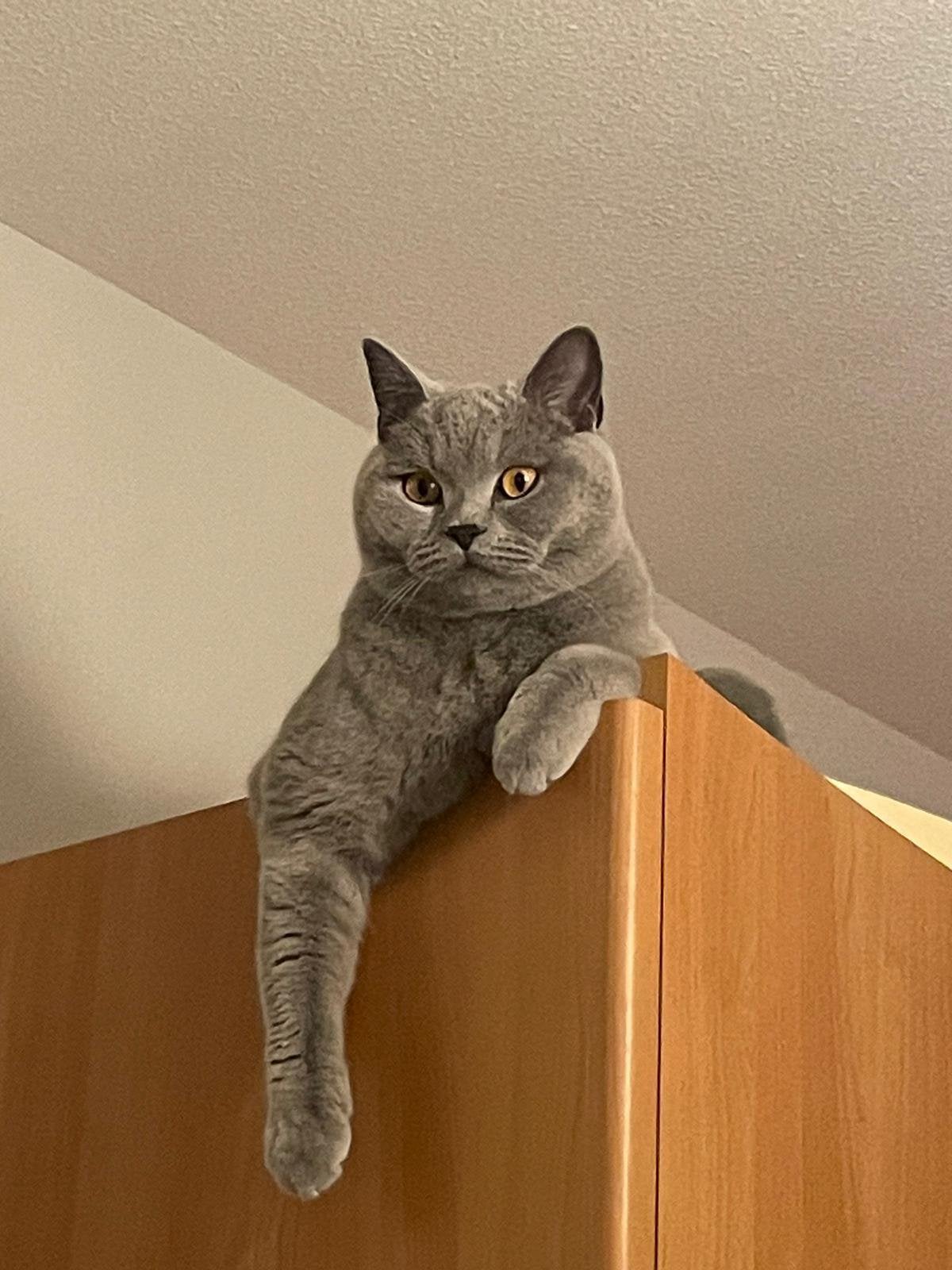 Lieve kat met toebehoren, Kater, Ingeënt