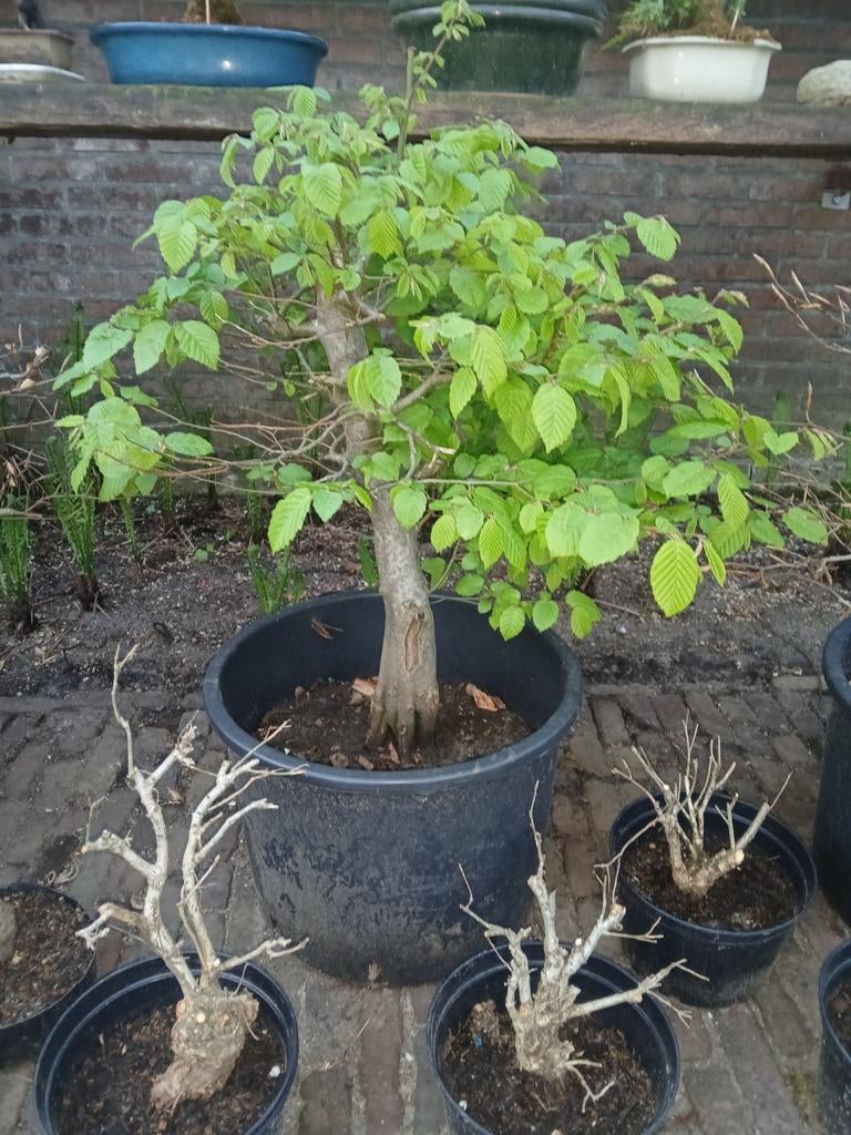 Bonsai / pre bonsai beuk, Ophalen, Bloeit niet, Halfschaduw, Overige soorten