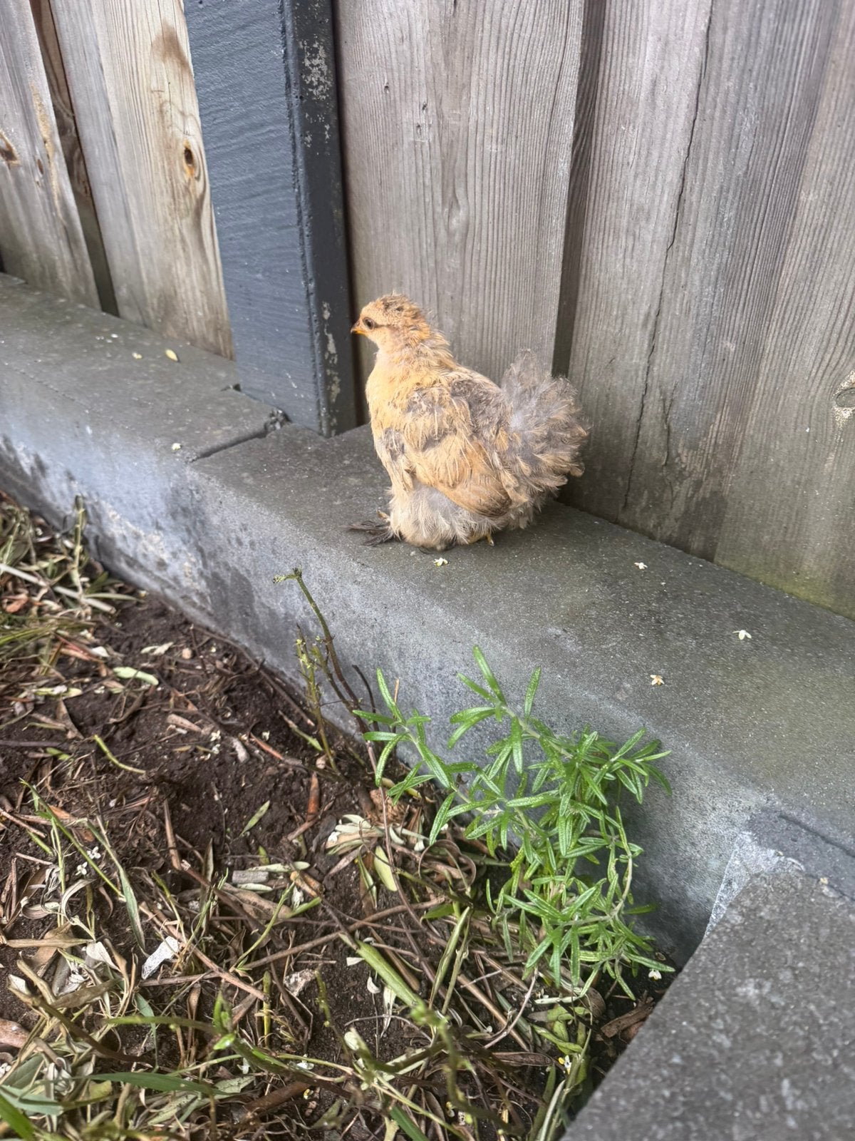 kuikens. ., Meerdere dieren, Kip