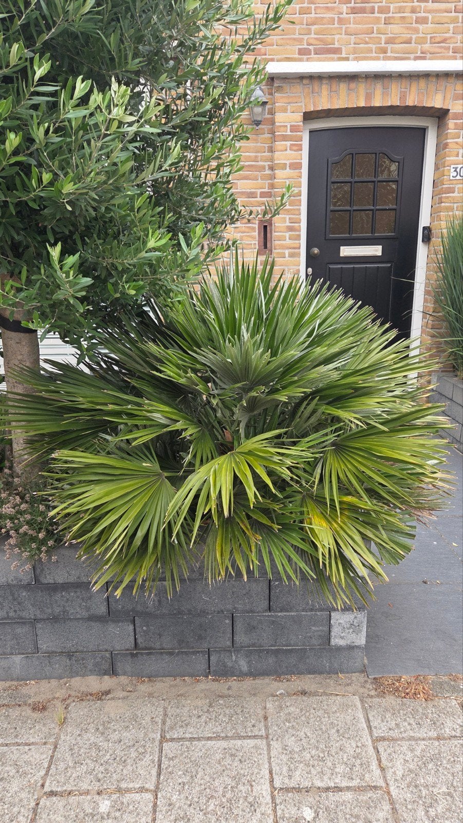 Dwergpalm 3x (Chamaerops humilis)