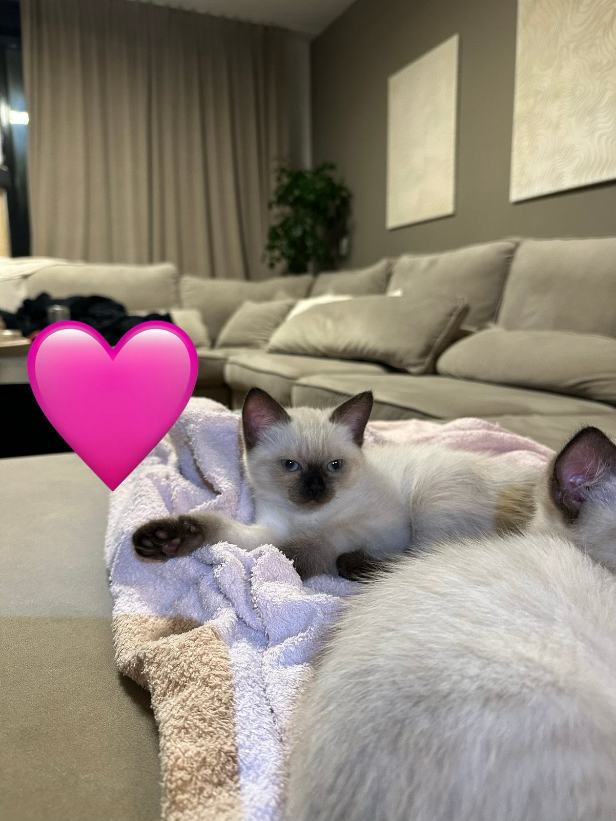 Ragdoll x Tonkanees kittens pointed, Meerdere dieren, Gechipt, 0 tot 2 jaar
