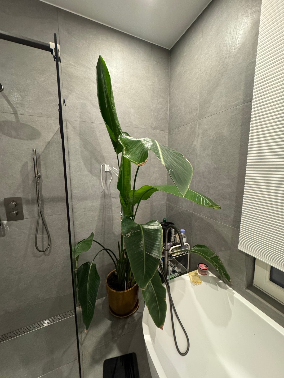 Grote Strelitzia Nicolai (Paradijsvogelplant), Ophalen, 200 cm of meer, Overige soorten, In pot