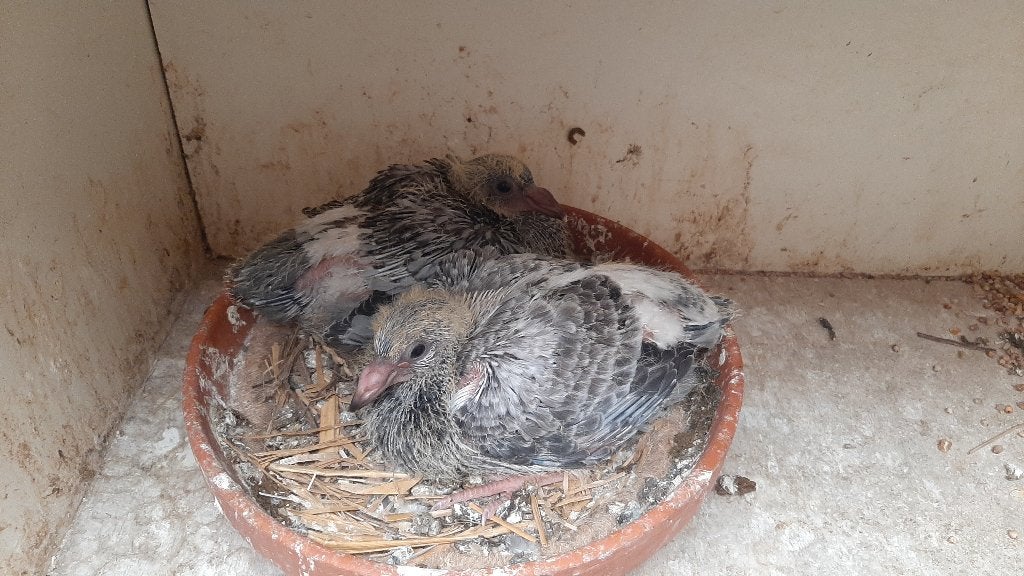 MOOIE JONGEN  LEIDEMAN X BLIKSEM, Dieren en Toebehoren, Vogels | Duiven, Geslacht onbekend, Postduif