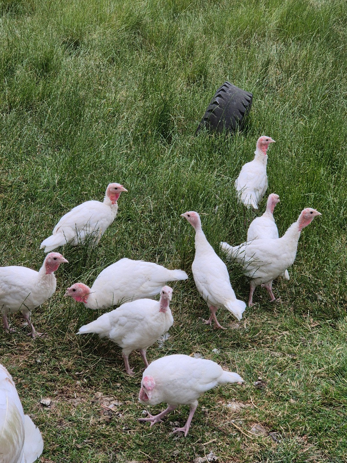 Jonge kalkoenen, Meerdere dieren, Kalkoen
