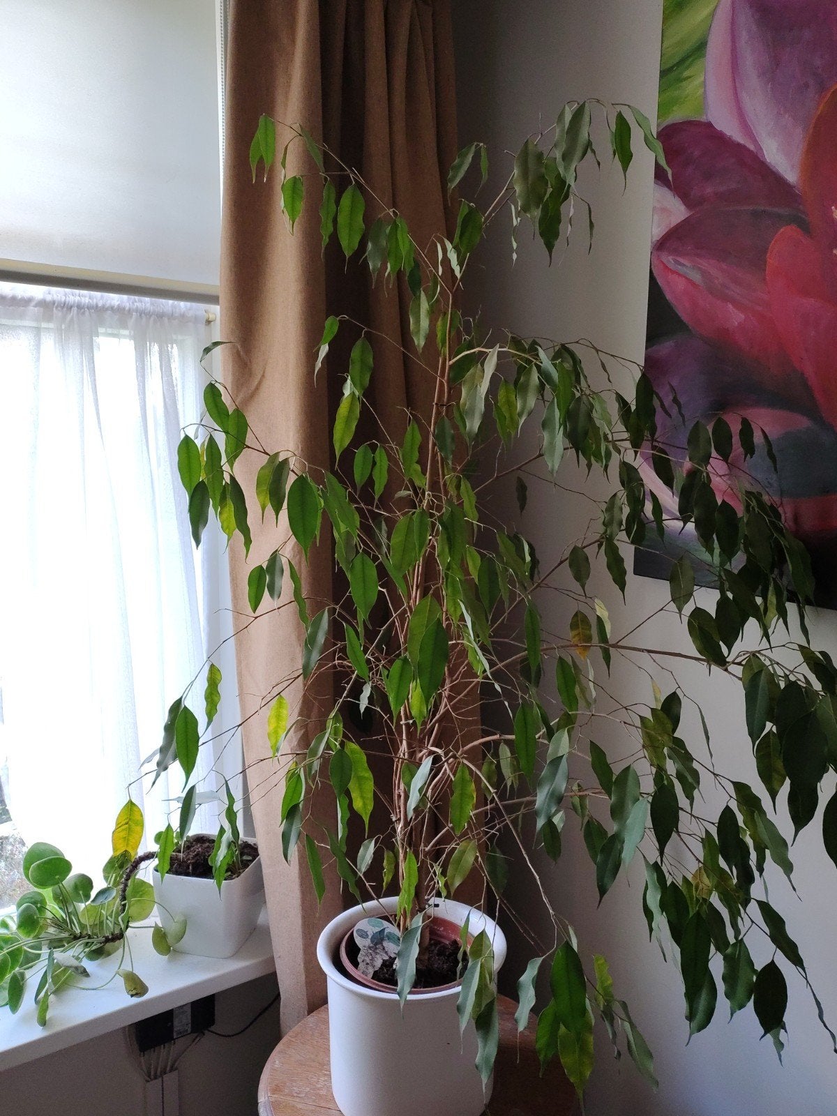 ficus, Ophalen, Ficus, Halfschaduw, Minder dan 100 cm