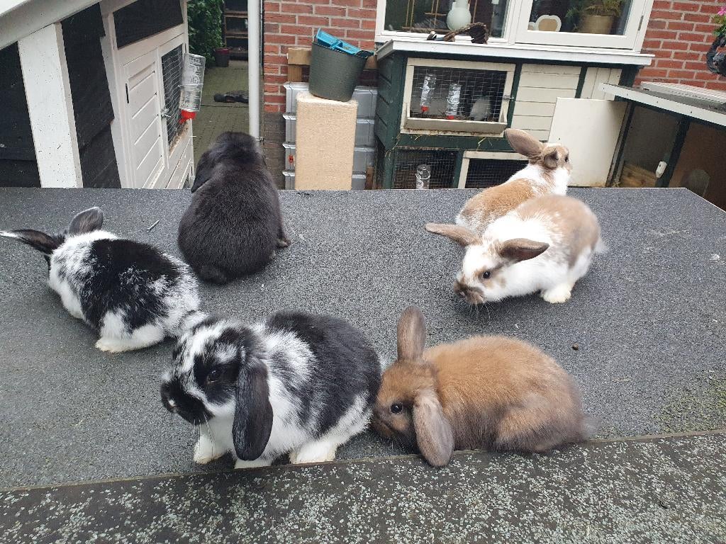 Jonge konijnen (dwerghangoren/geslacht: ram), Dieren en Toebehoren, Konijnen, Meerdere dieren, Dwerg, Hangoor, 0 tot 2 jaar