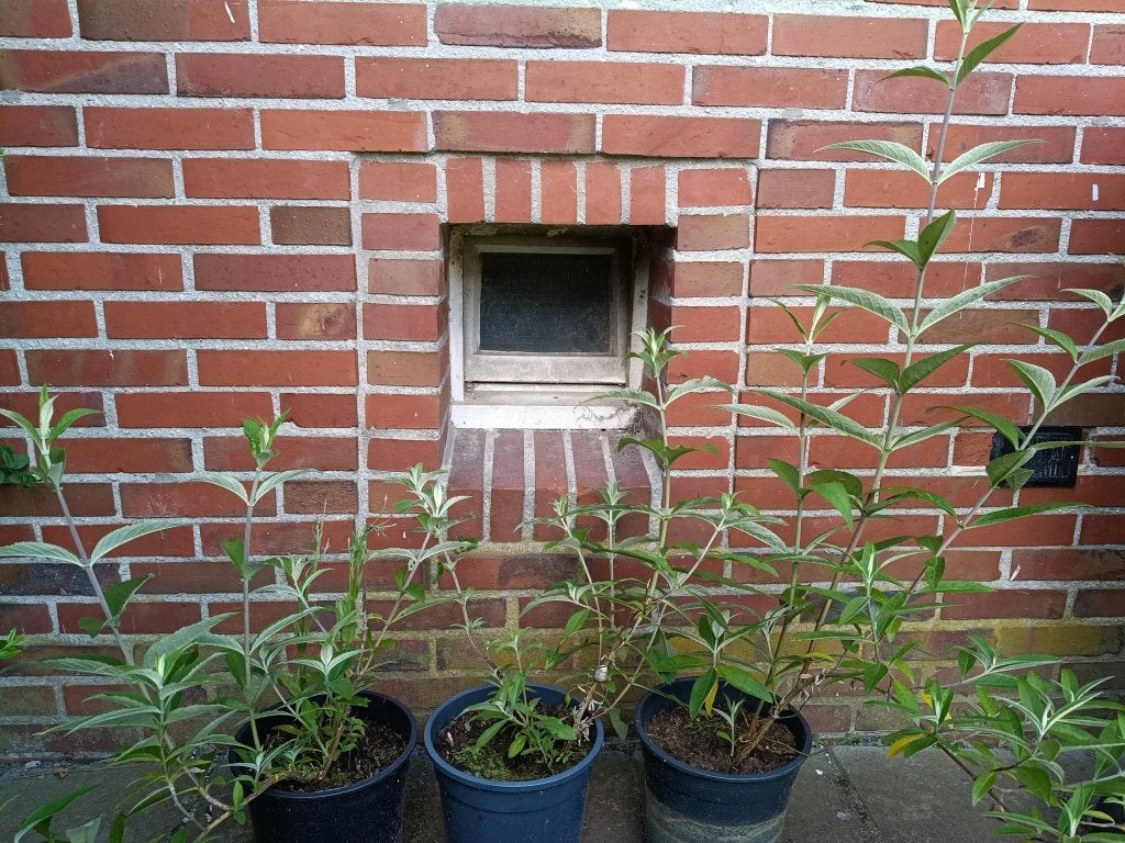 Paarse vlinderstruik, stekken, Ophalen, Vlinderstruik, Struik, Minder dan 100 cm