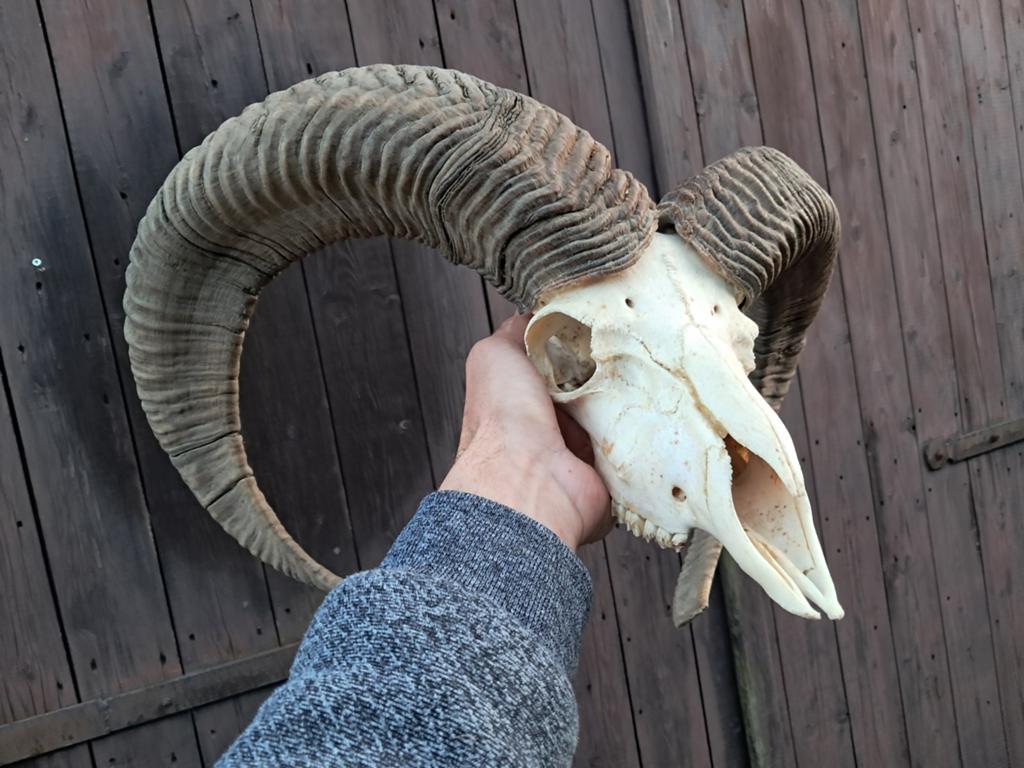 Moeflon ram schedel, hoorn. Groot / zwaar. Landelijk mancave, Ophalen of Verzenden, Gebruikt, Wild dier, Opgezet dier