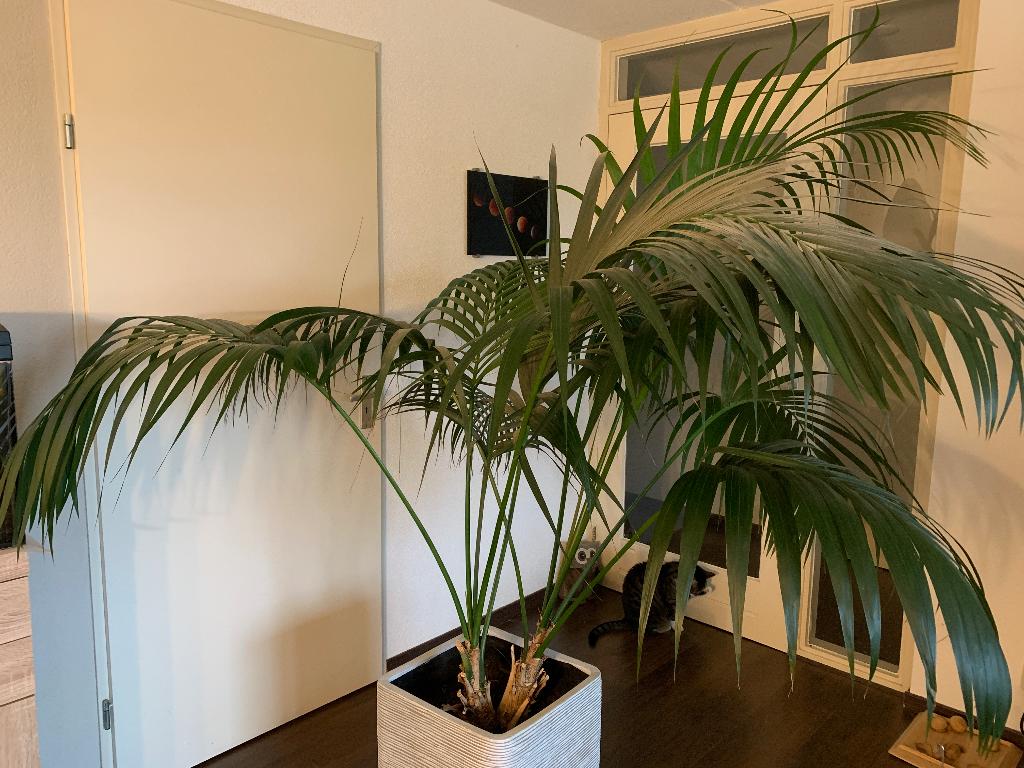 Grote kentiapalm (1.50m) incl. stenen ribpot en trolley, Ophalen, Palm, Halfschaduw, In pot