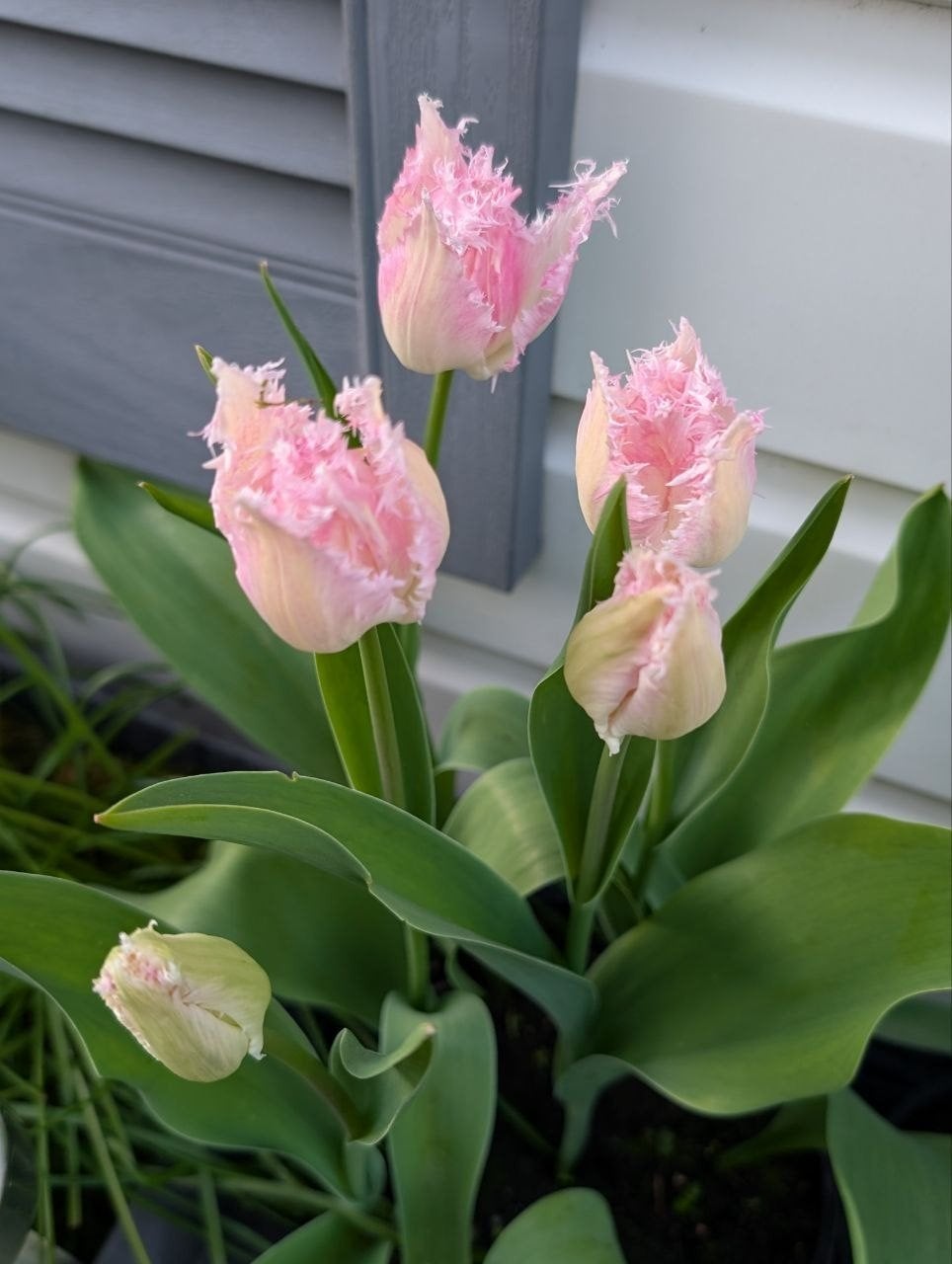 Tulpenbollen en broedbollen Huis ten Bosch x 30, Ophalen, Najaar, Volle zon, Bloembol
