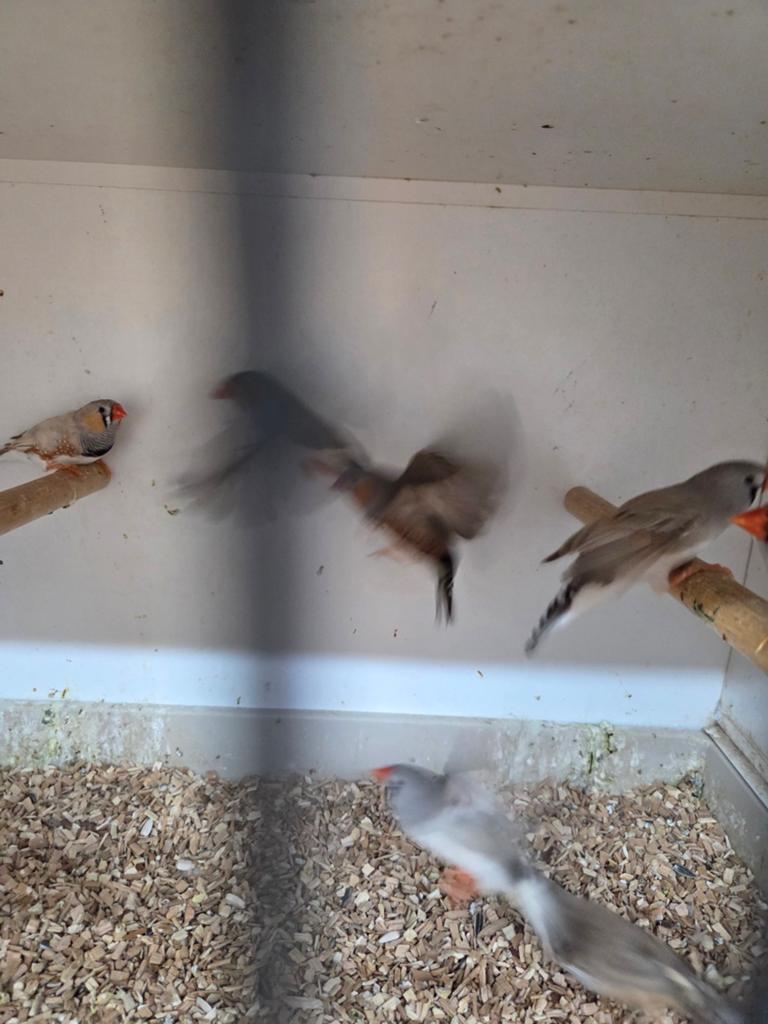 Zebravinken, Meerdere dieren, Tropenvogel